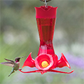 PLASTIC PINCH-WAIST HUMMINGBIRD FEEDER - 4 FLOWERS